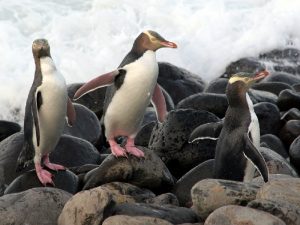 Желтоглазые пингвины